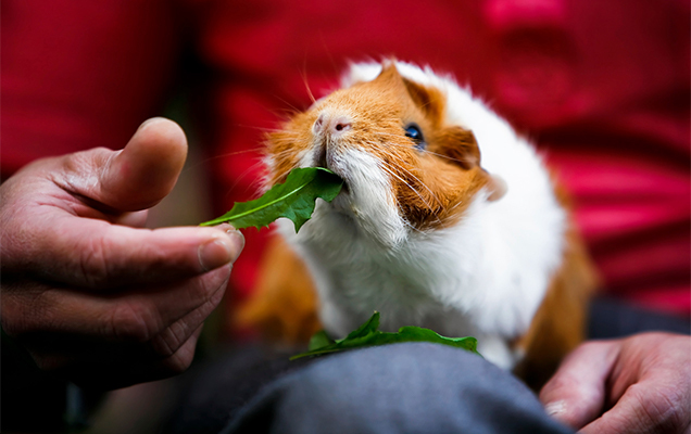 guinea pig on someone's lap